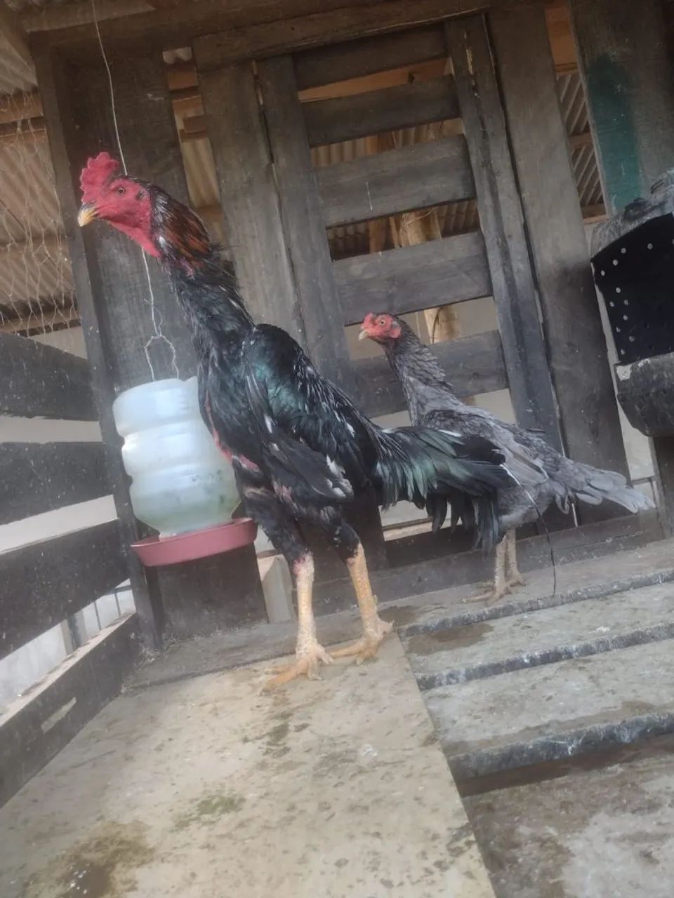 Casal de índio costeiro 