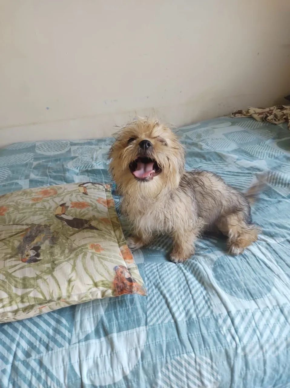 Vendo cachorro Cheetos - Foto 2