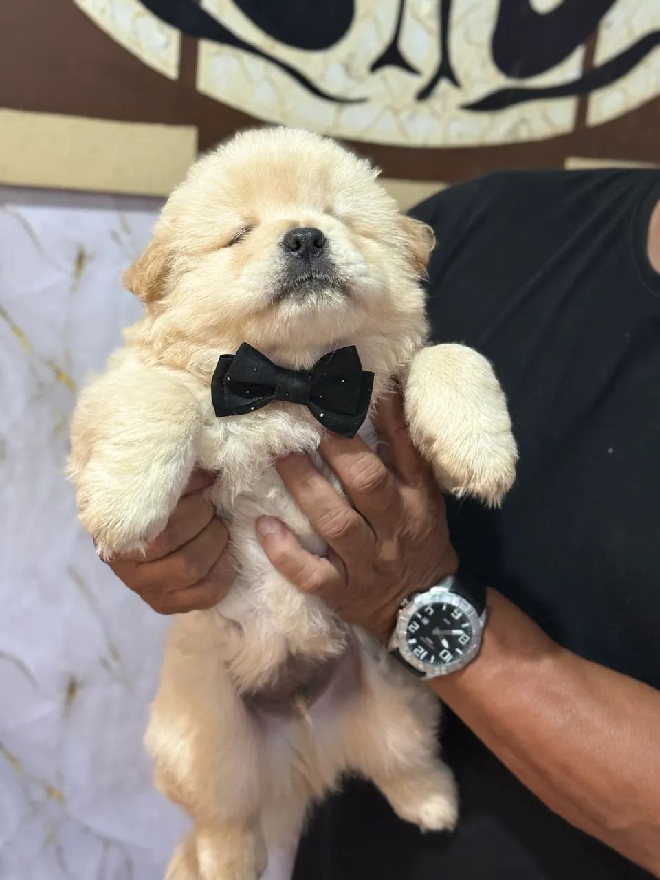 Chow chow branco  - Foto 2