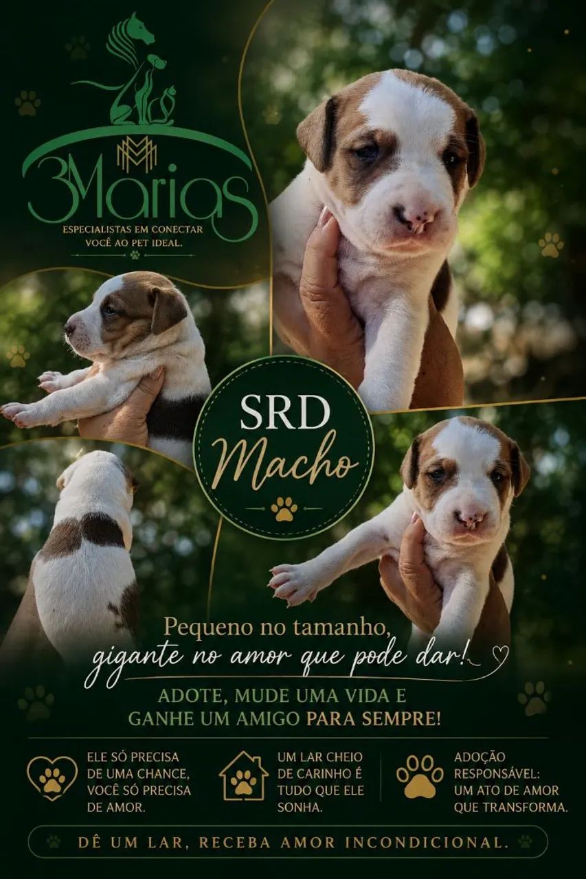 Lindos bbs SRD. - Foto 3