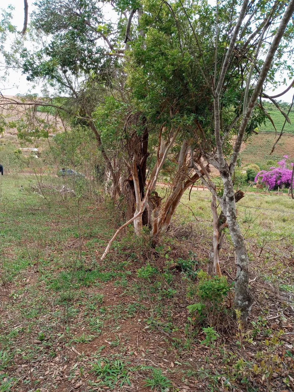 Chácara 1200 M2 - Foto 2