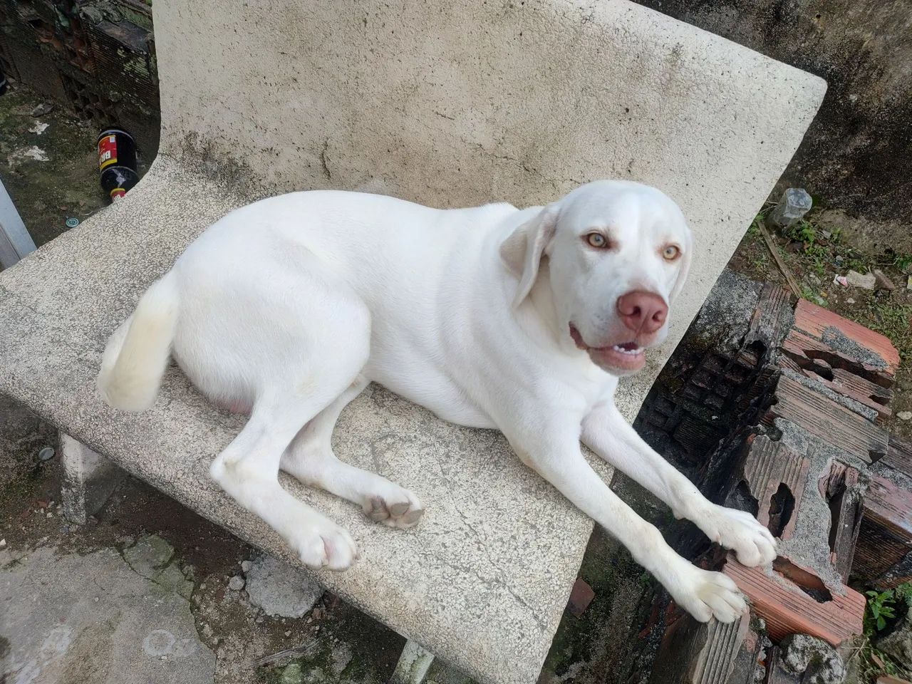 Cachorro - Foto 3