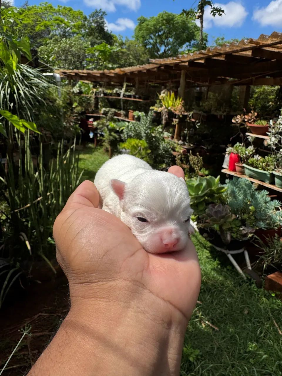 Chihuahua pelo longo  - Foto 5