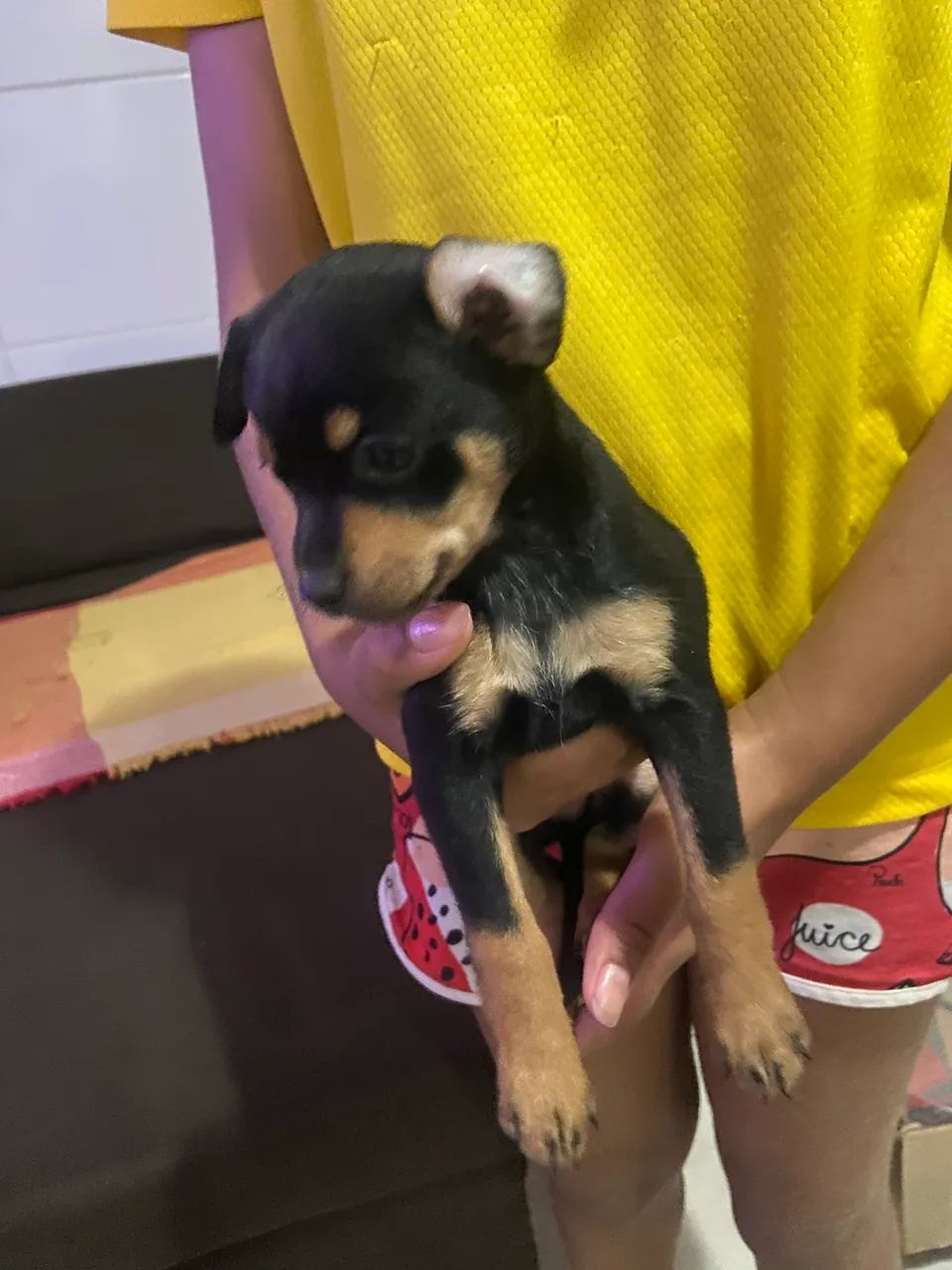 Vendo filhote de pinscher 