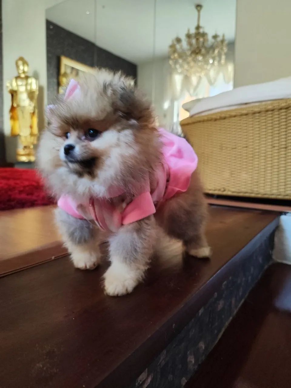 Lulu da Pomerânia  - Foto 4
