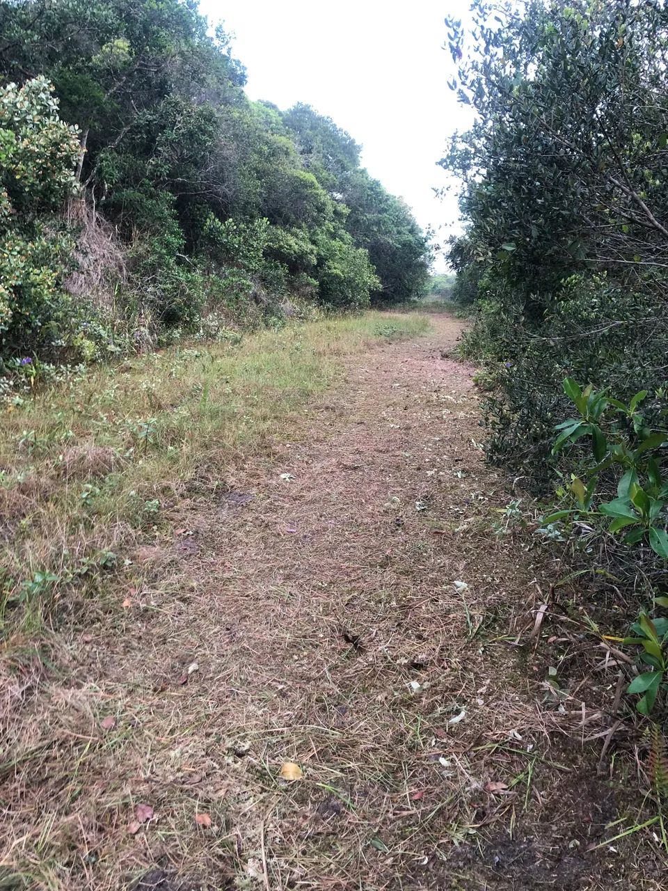 Roçagem, Jardinagem, Restauração de Madeirados - Foto 3