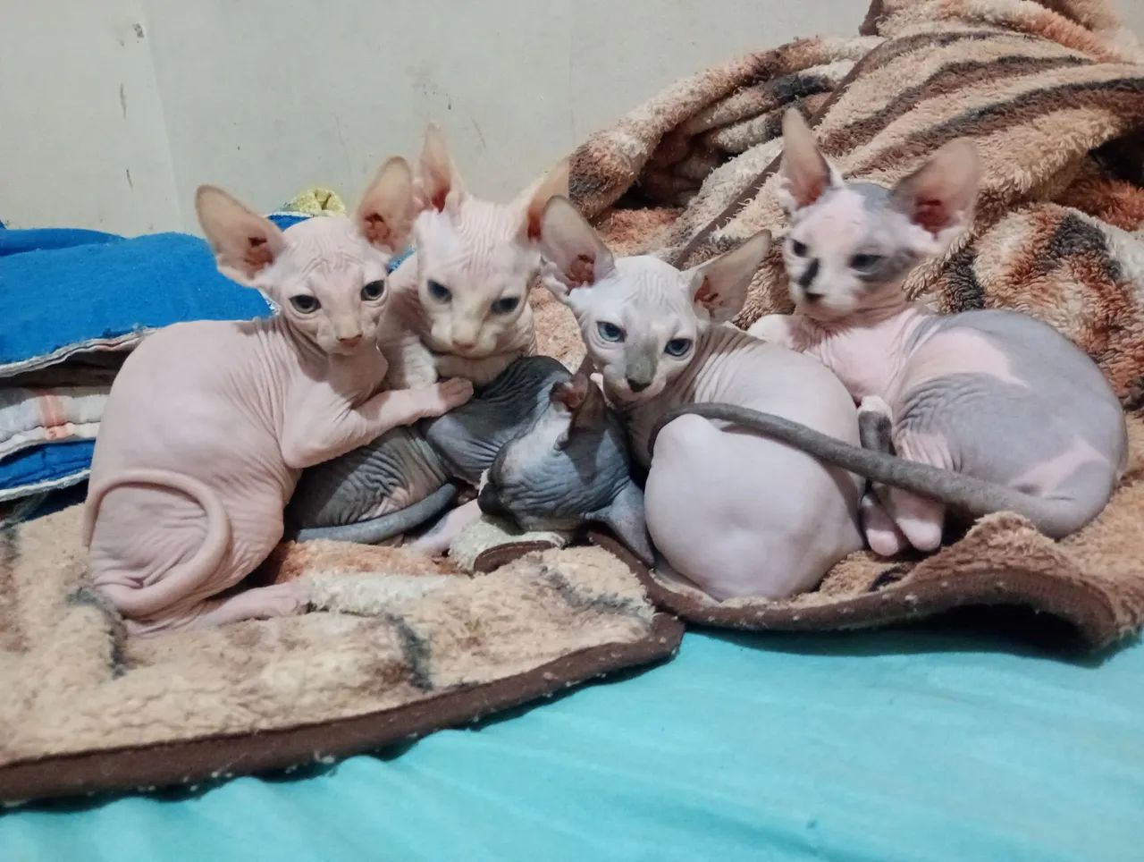 Gatos sphynx  - Foto 3