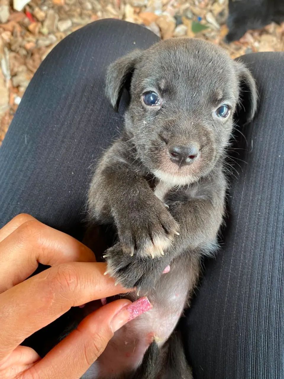 Doa-se filhotes de cachorro  - Foto 4