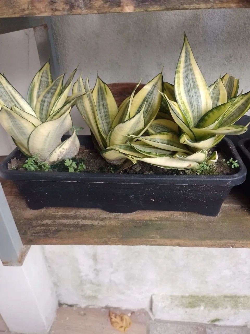 Plantas - Foto 2