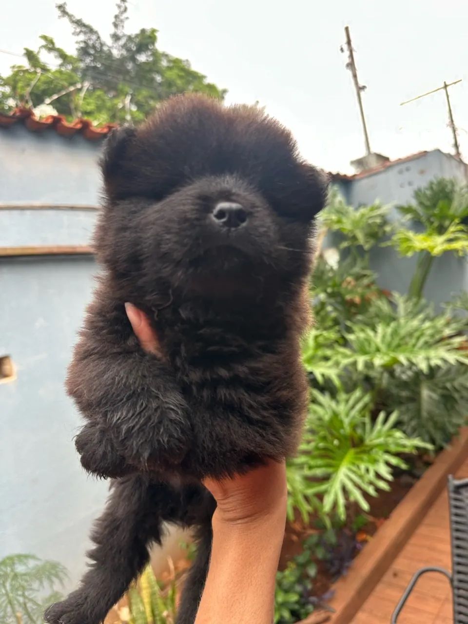 Filhote de chow chow R$250 - Foto 3