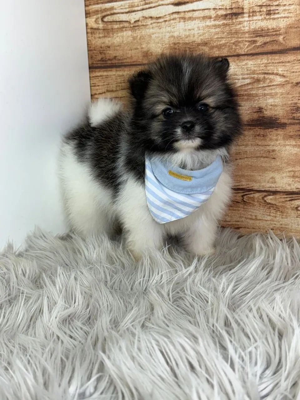 Spitz alemão  - Foto 2