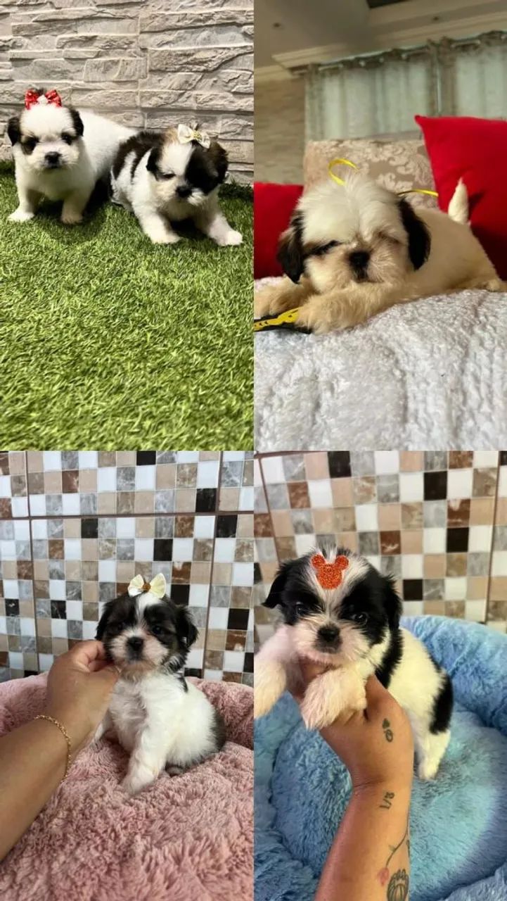 Shih Tzu Mini 