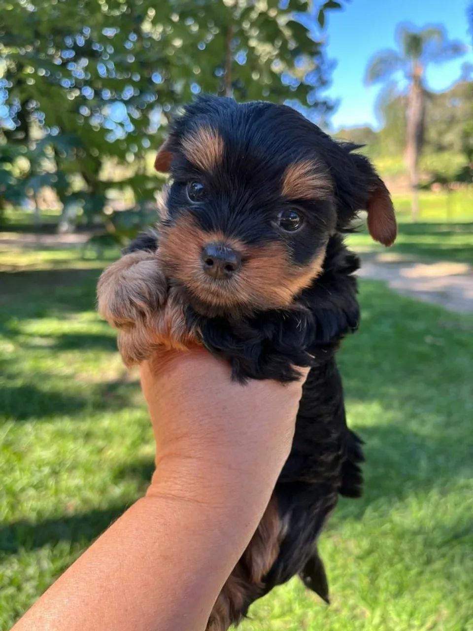 Yorkshire Terrier - Micro ou padrão: