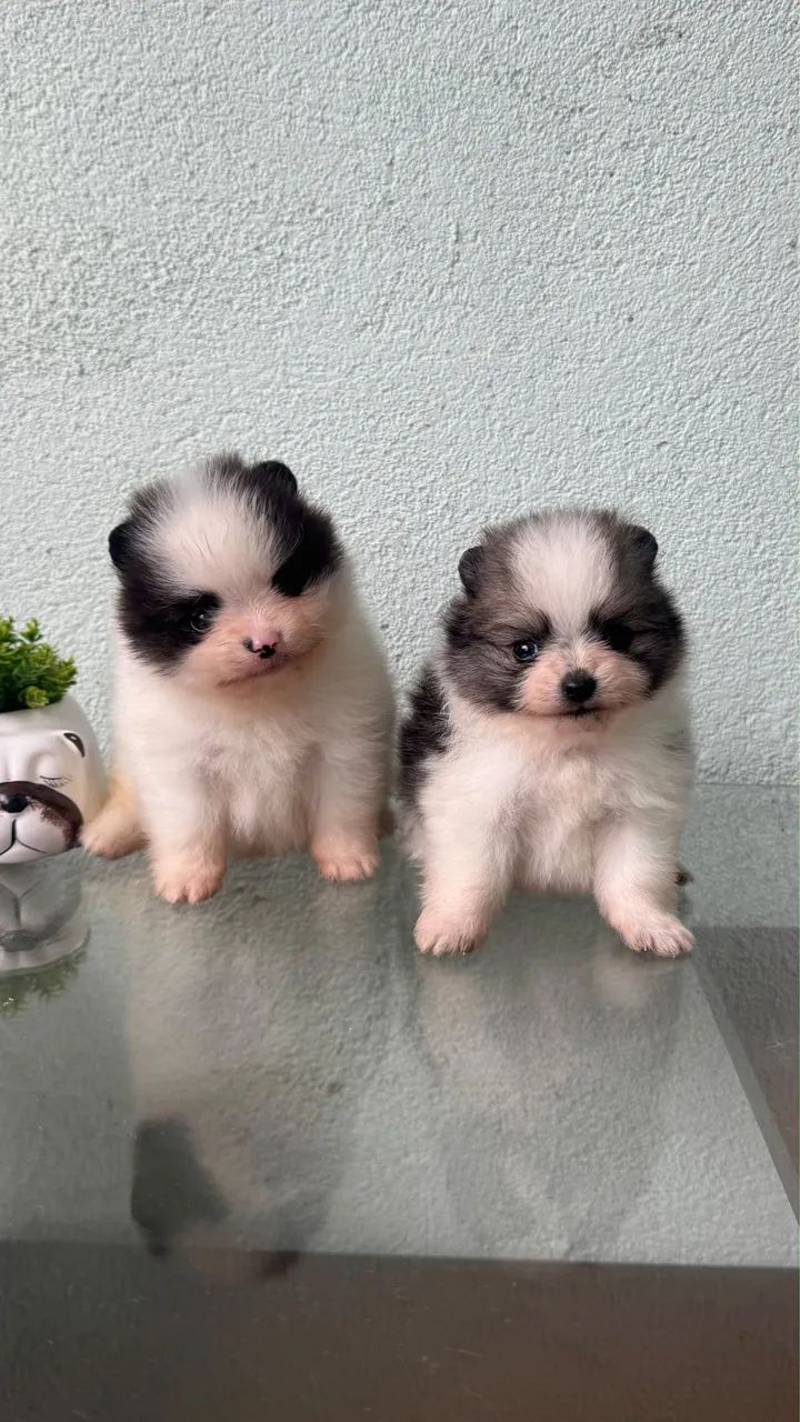SPITZ ALEMÃO MACHINHO  - Foto 3