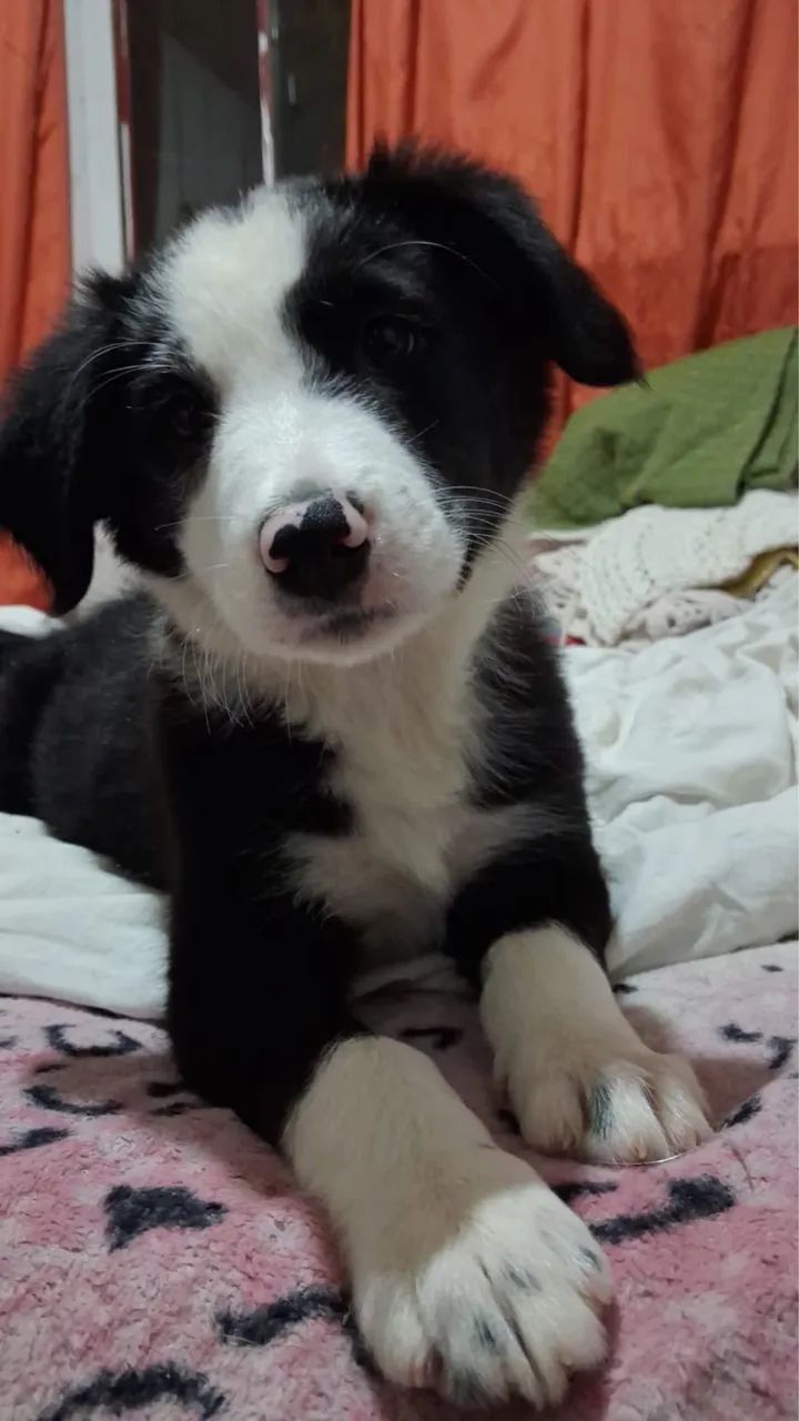 Border Collie - Foto 5