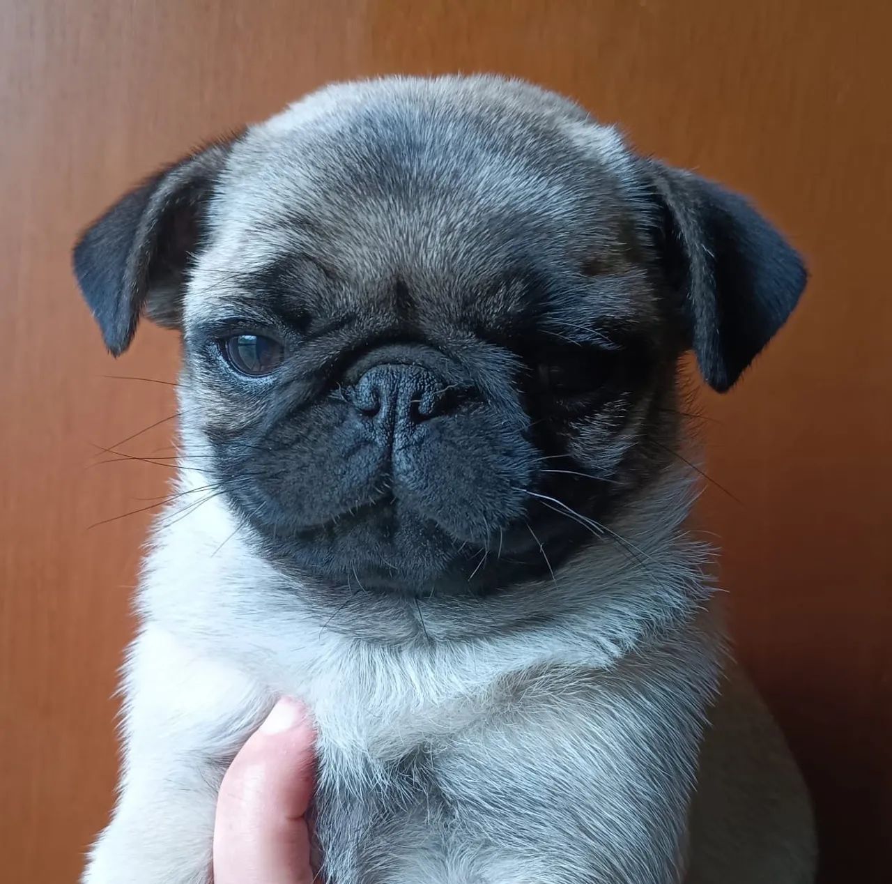 Fêmea pug com 2 dose da vacina importada 