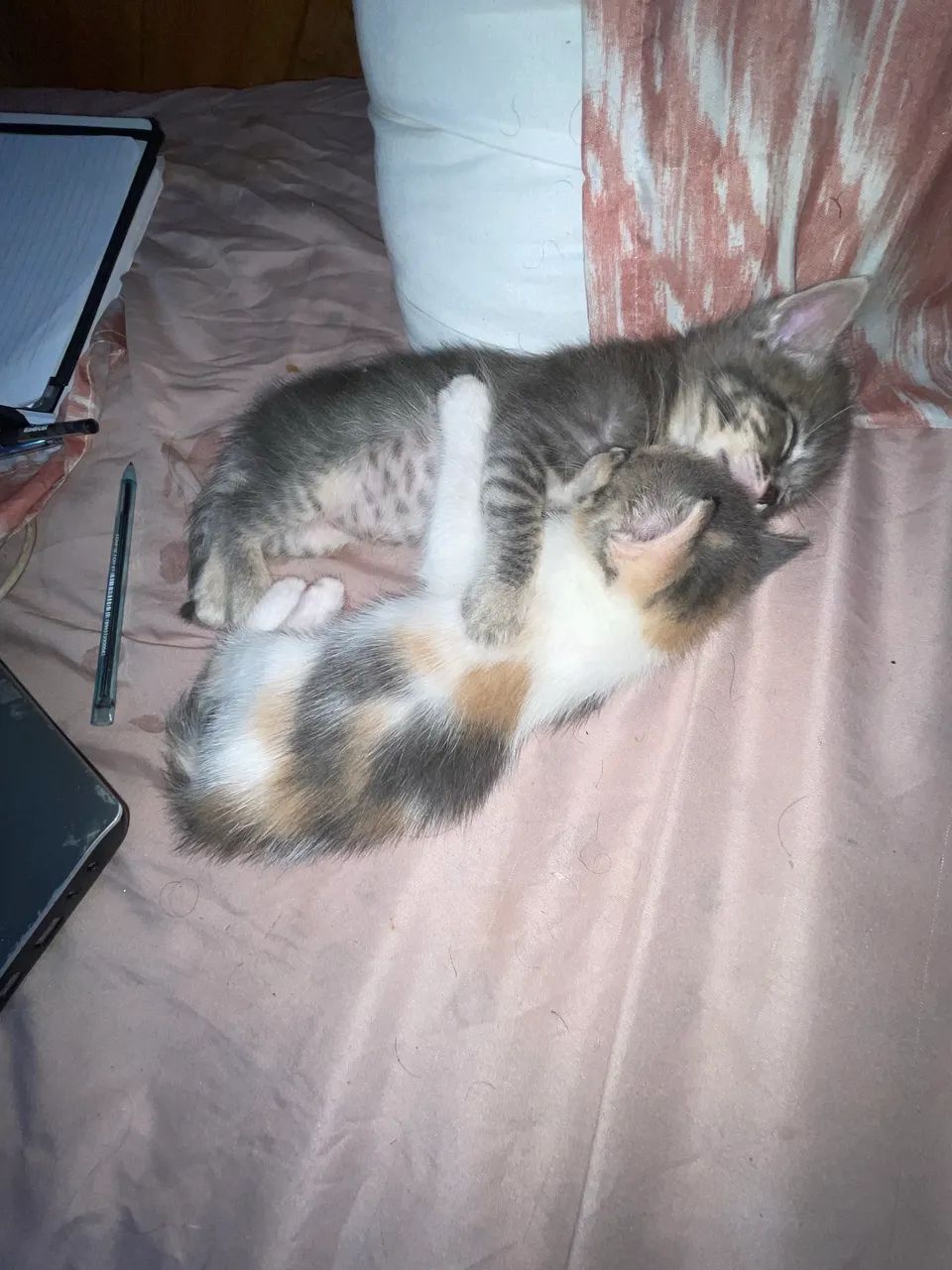 Gatinhos Filhotes - Foto 3