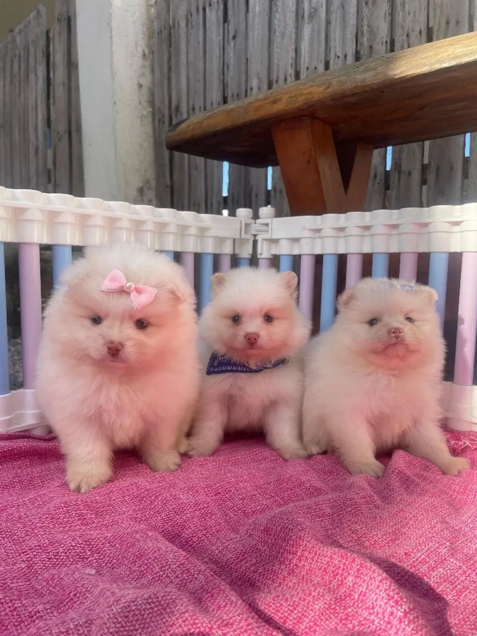 Spitz alemão  - Foto 3
