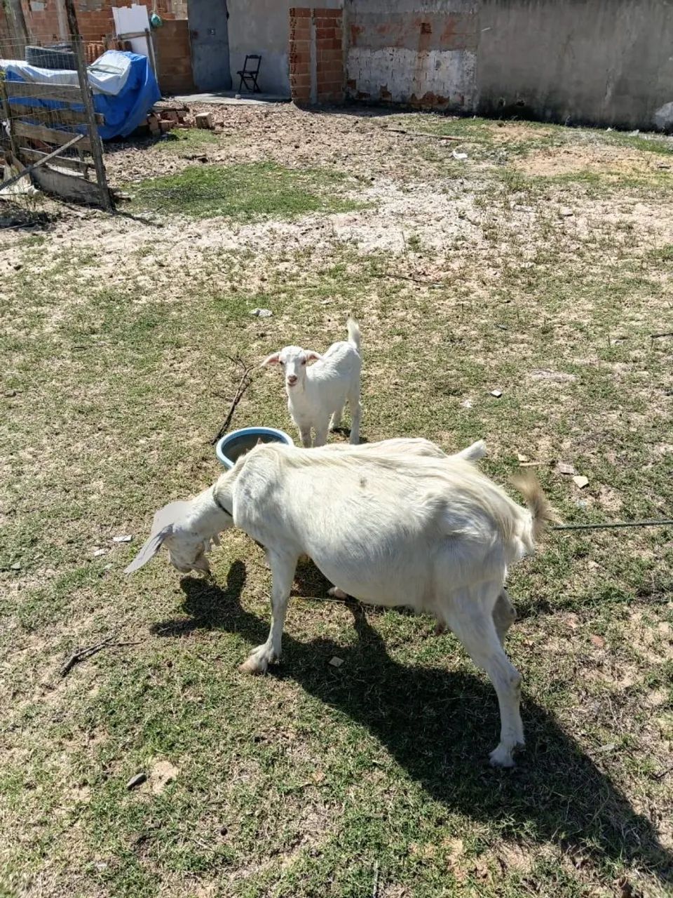 1 cabra com 2 filhotes  - Foto 2
