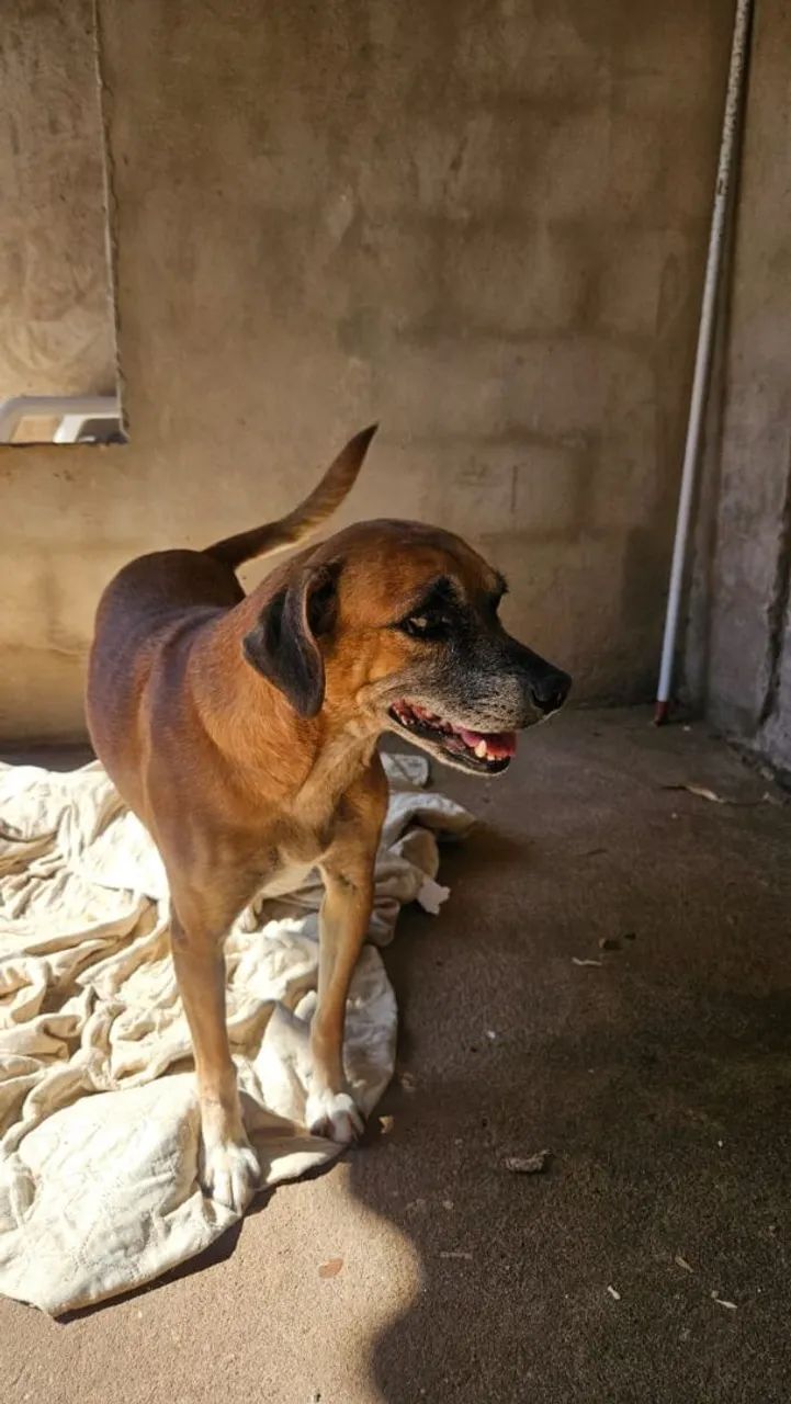 Doação de cachorro
