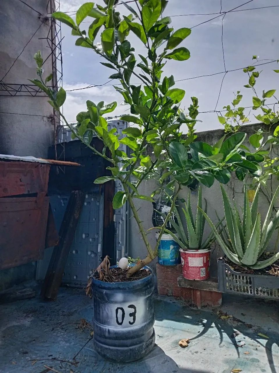 Mudas de Laranja Lima - Foto 2