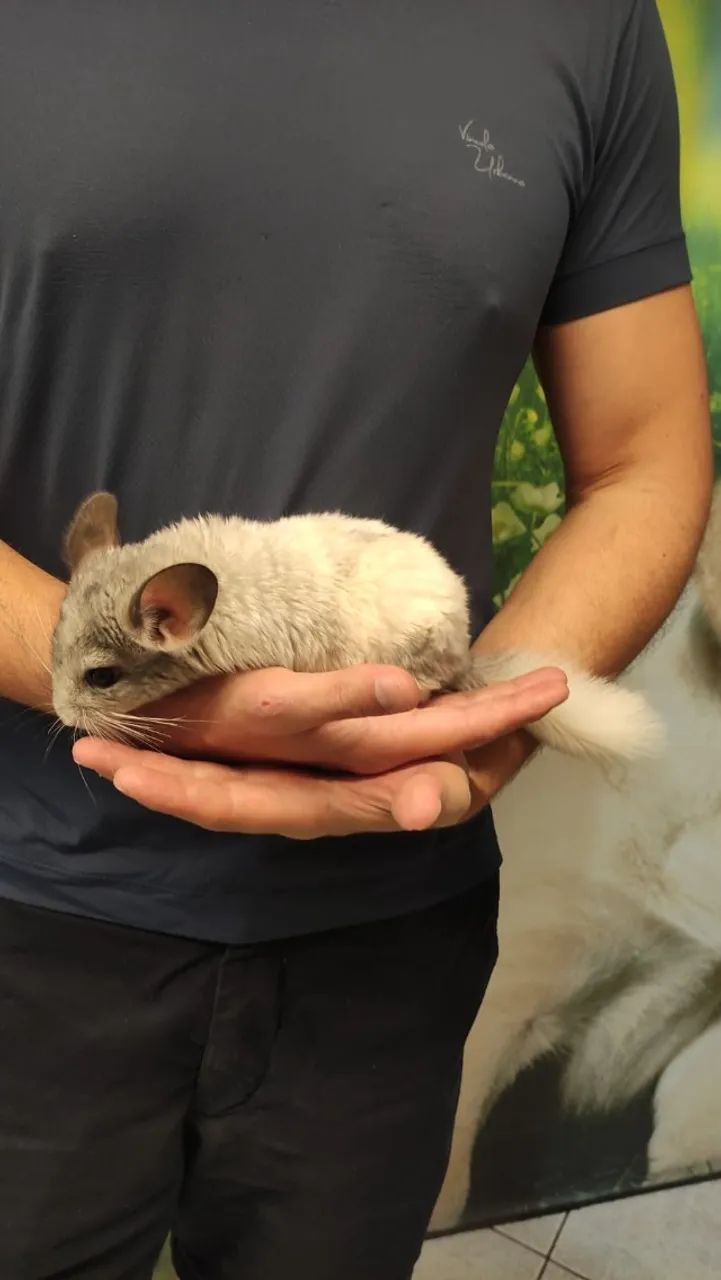 Chinchila macho filhote