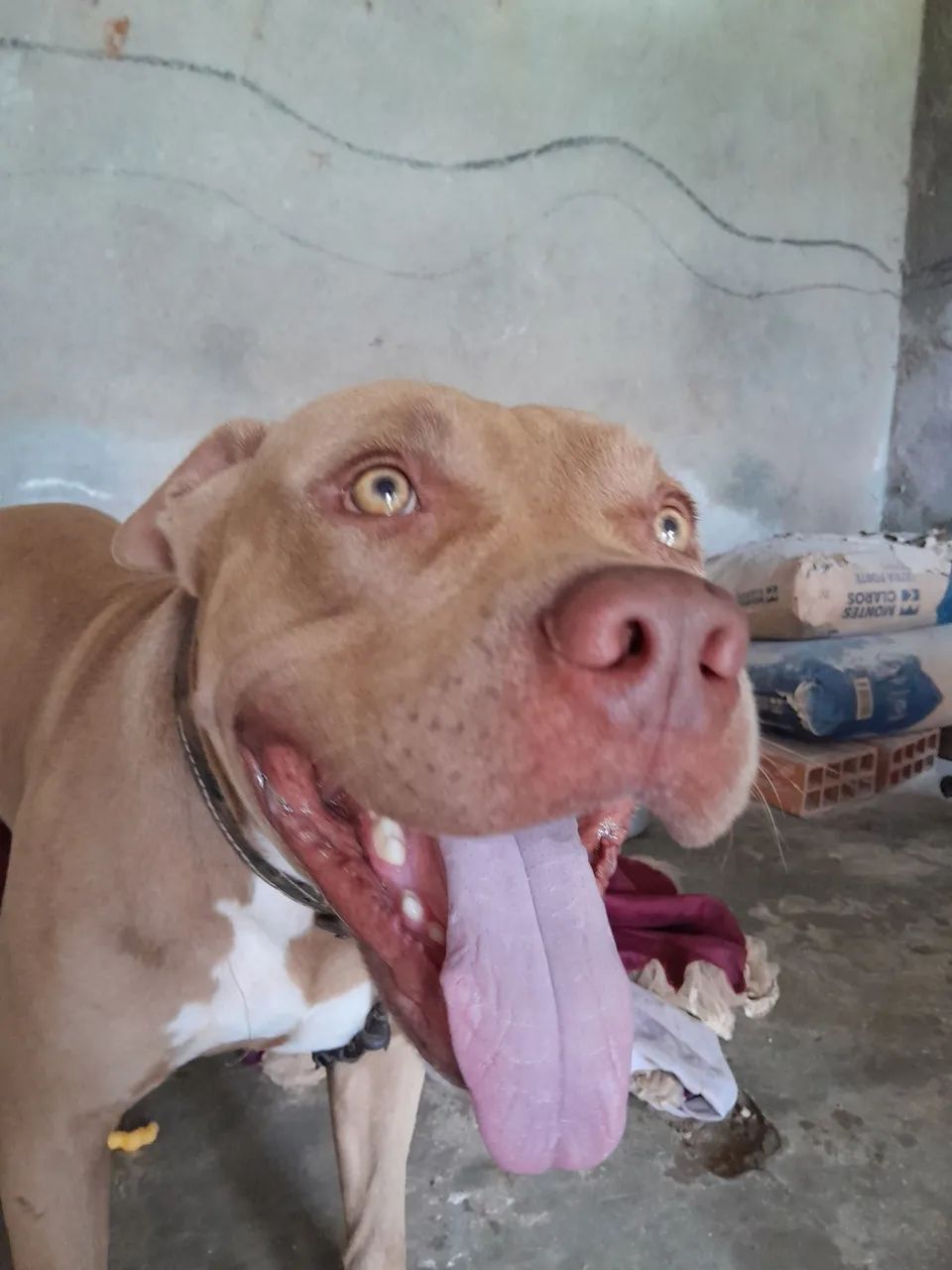 Pitbull 350 reias - Foto 3
