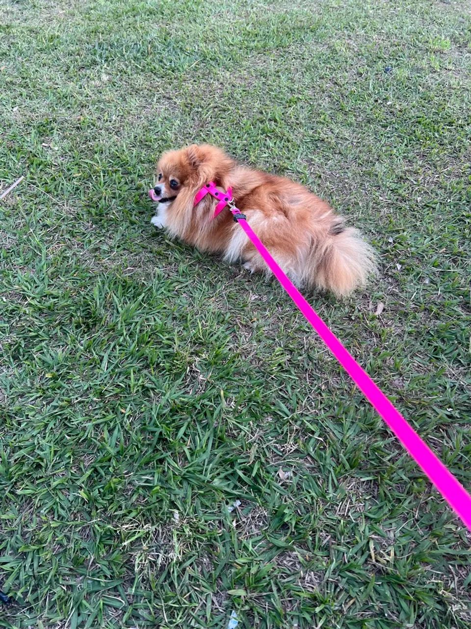 Spitz alemão macho  - Foto 4