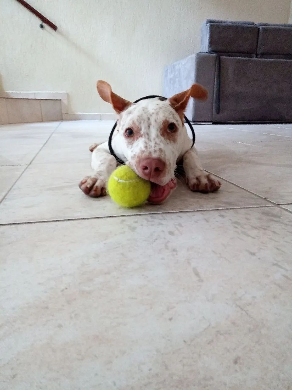 Adestramento de cães  - Foto 3