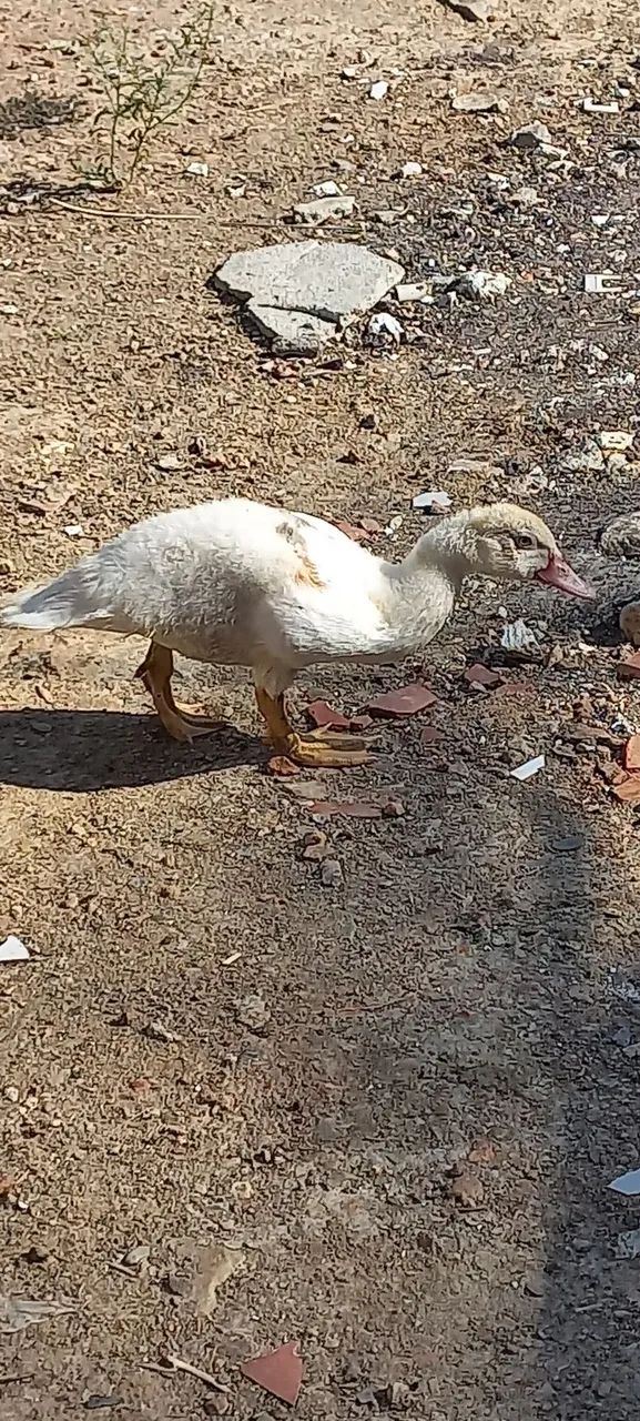 Patos  - Foto 3