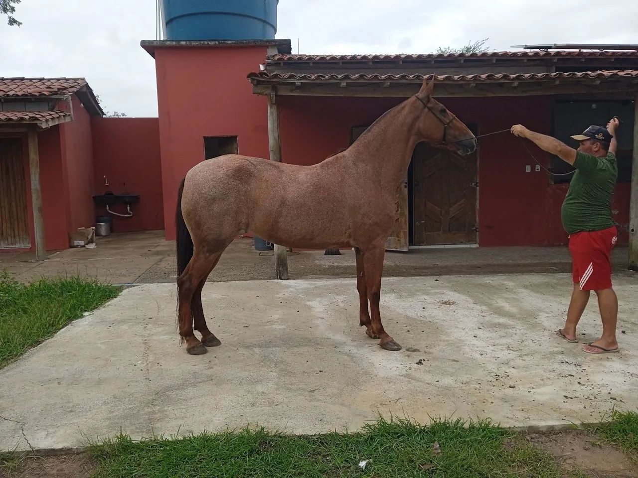 Égua mangolina  - Foto 4