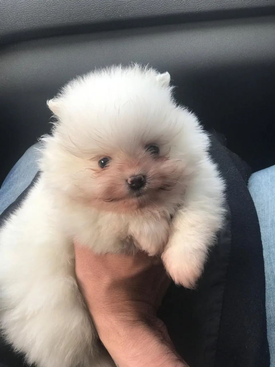 Spitz alemão anão - Filhotes Criados com Ética, Transparência e Muito Amor - Foto 2