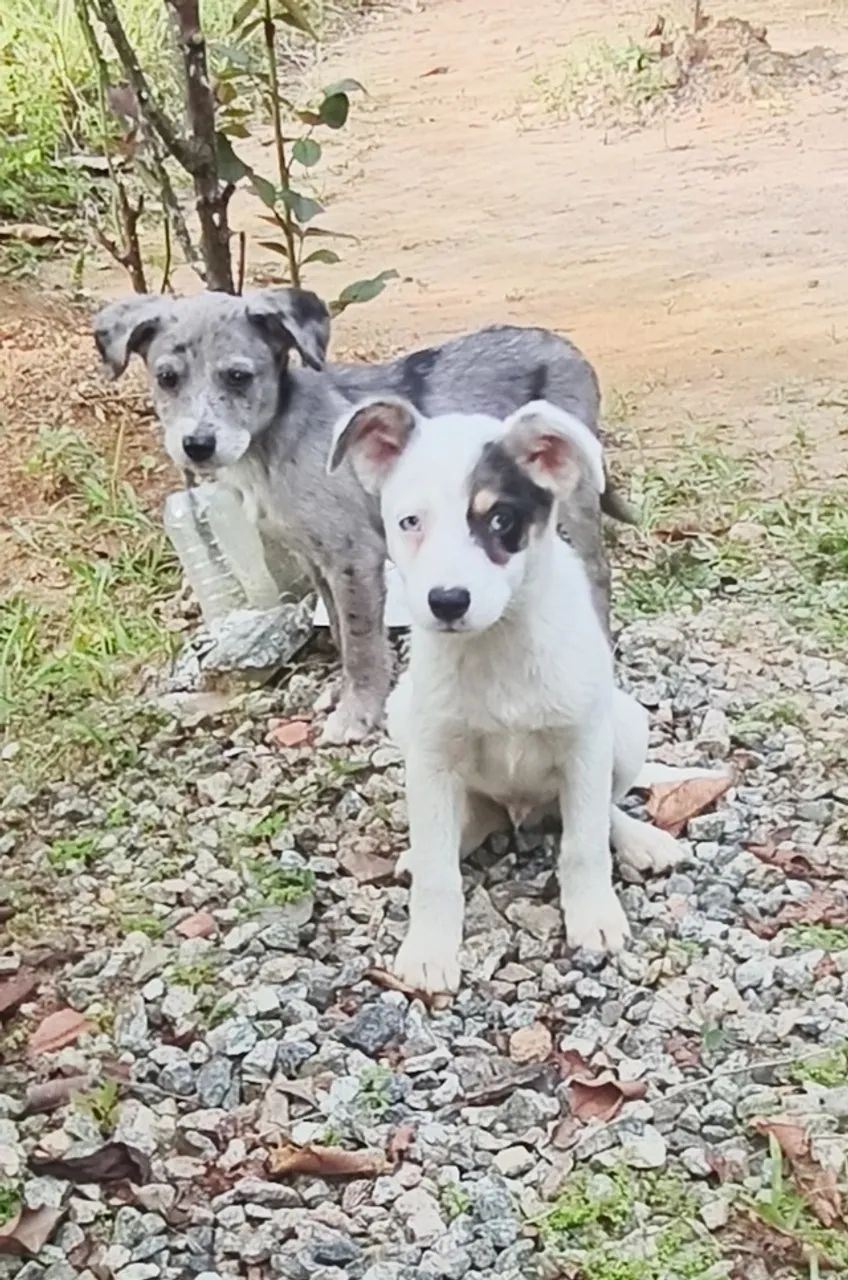 Doa-se cãezinhos  - Foto 2
