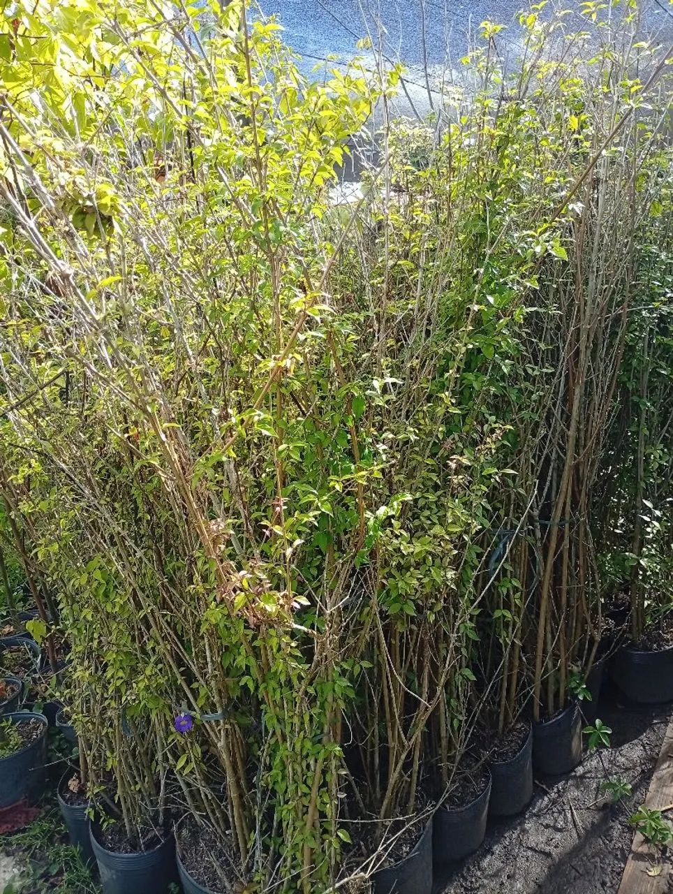 Tumbergia Arbusto  - Foto 3