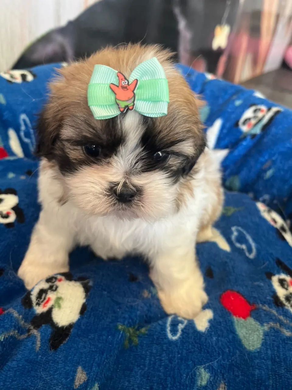 Shihtzus - Foto 3