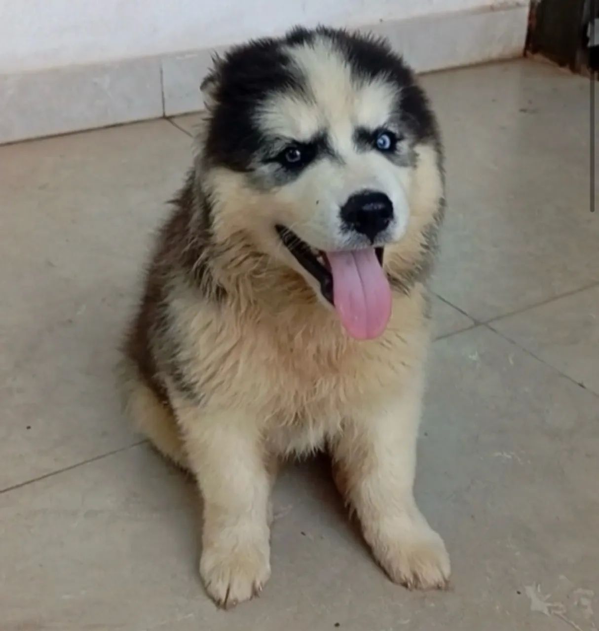 Husky siberiano  - Foto 2