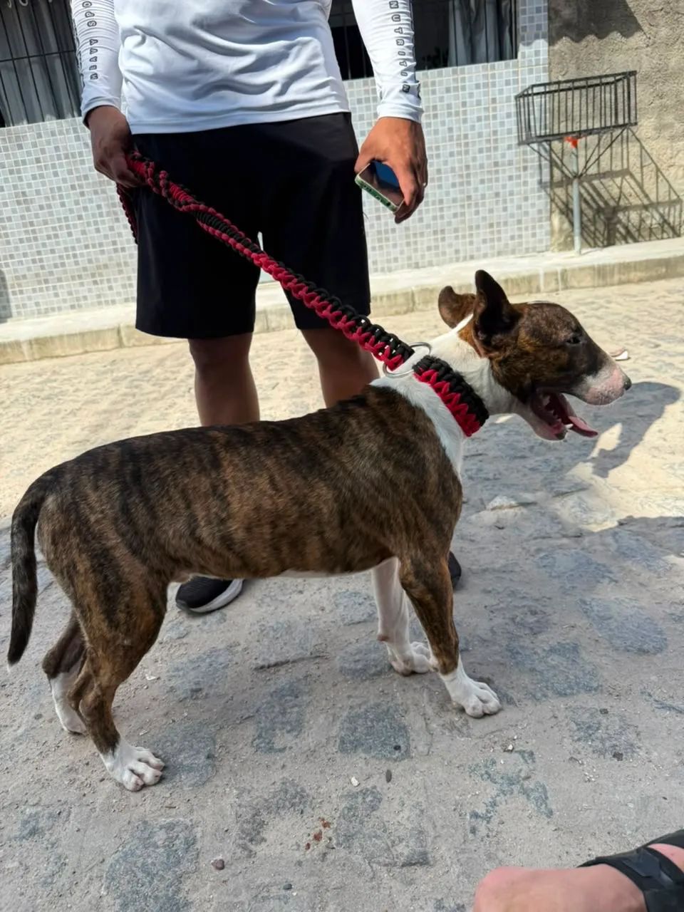 Bulterrier