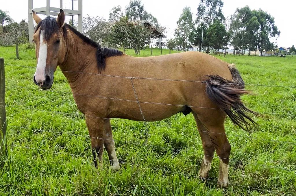 Doando cavalo urgente 