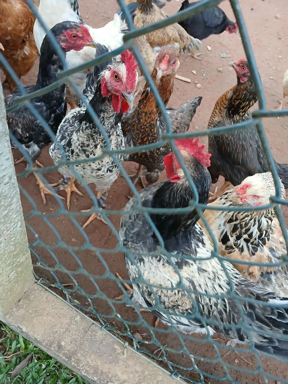 Frangos - Foto 2