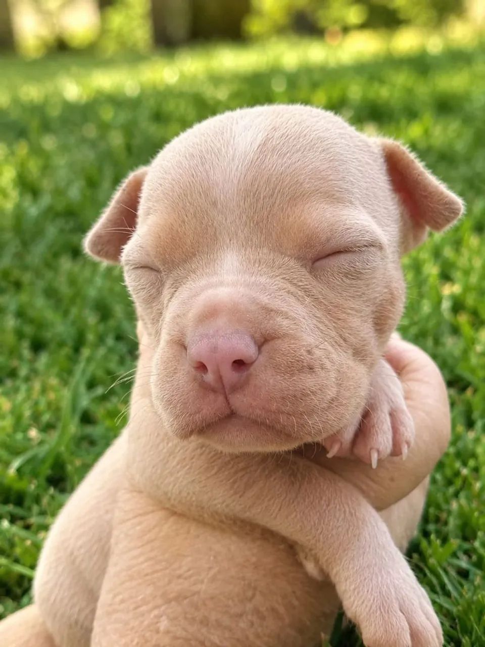 Filhote American bully - Foto 4