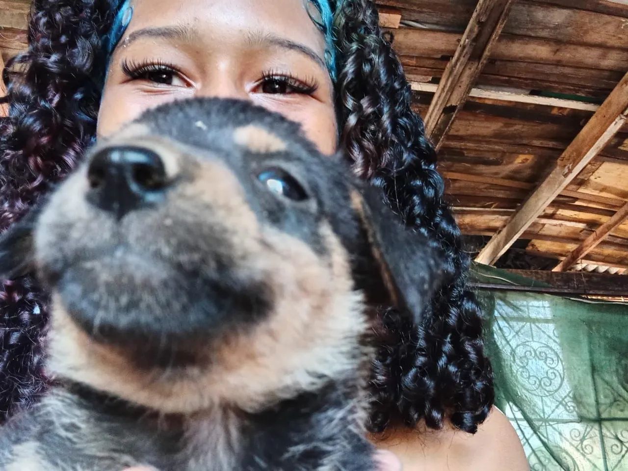 Cachorro  - Foto 4