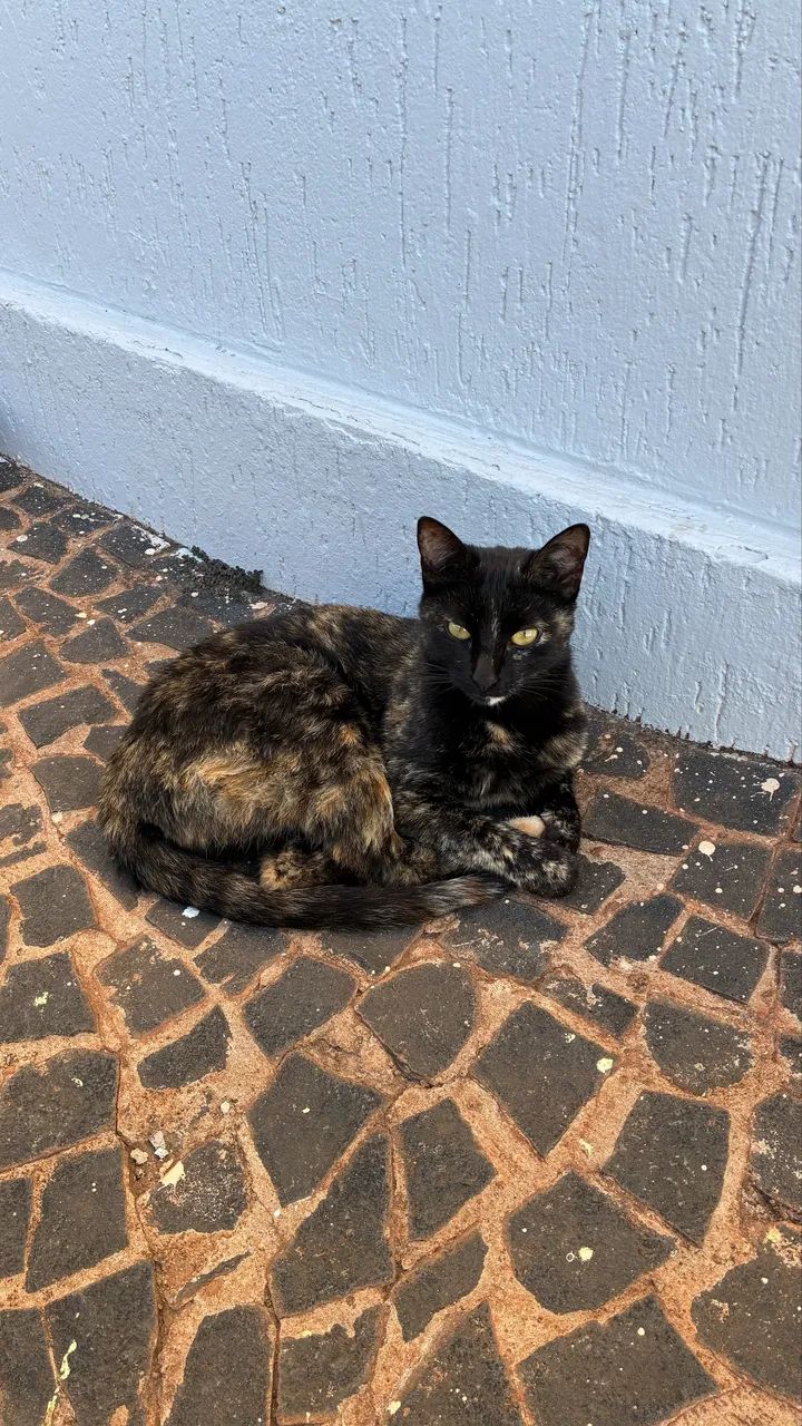 Doa se gatinhos - Foto 3