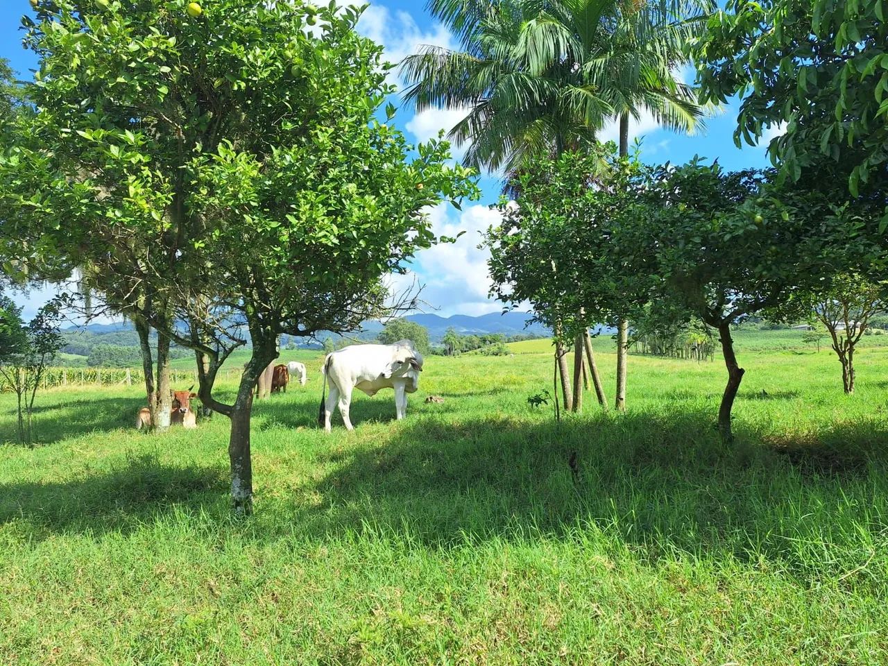 Sítio fazenda  - Foto 3