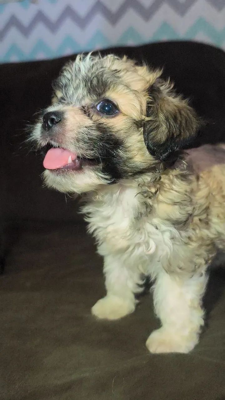 Cachorro. - Foto 5
