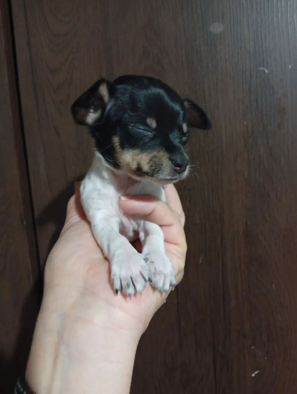 Pincher machinho  - Foto 4