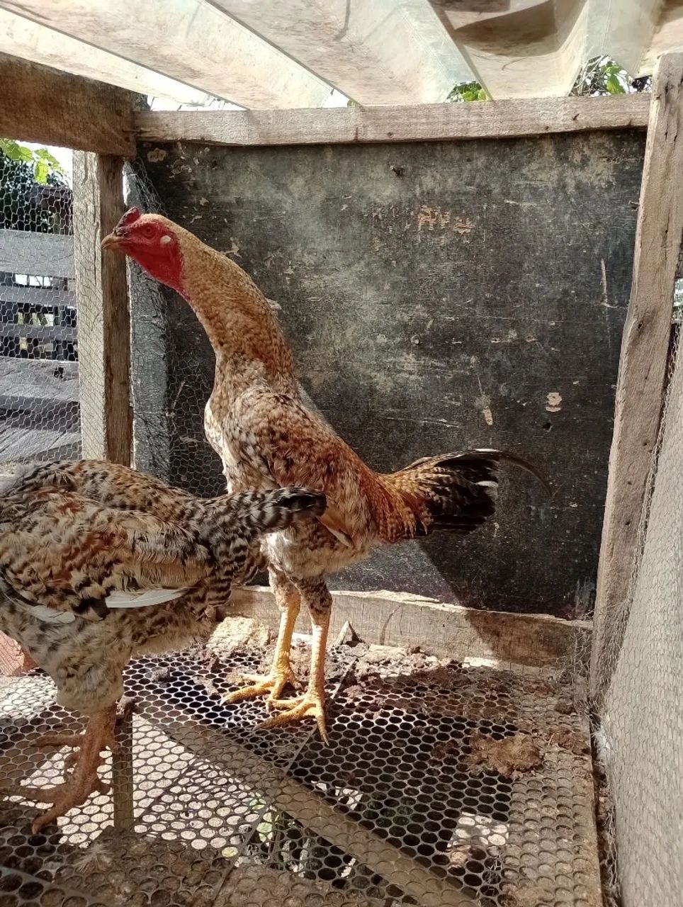 Galo carijó dourado  - Foto 4