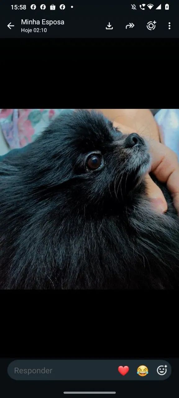 Cachorro  - Foto 2