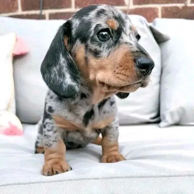 Basset teckel docil