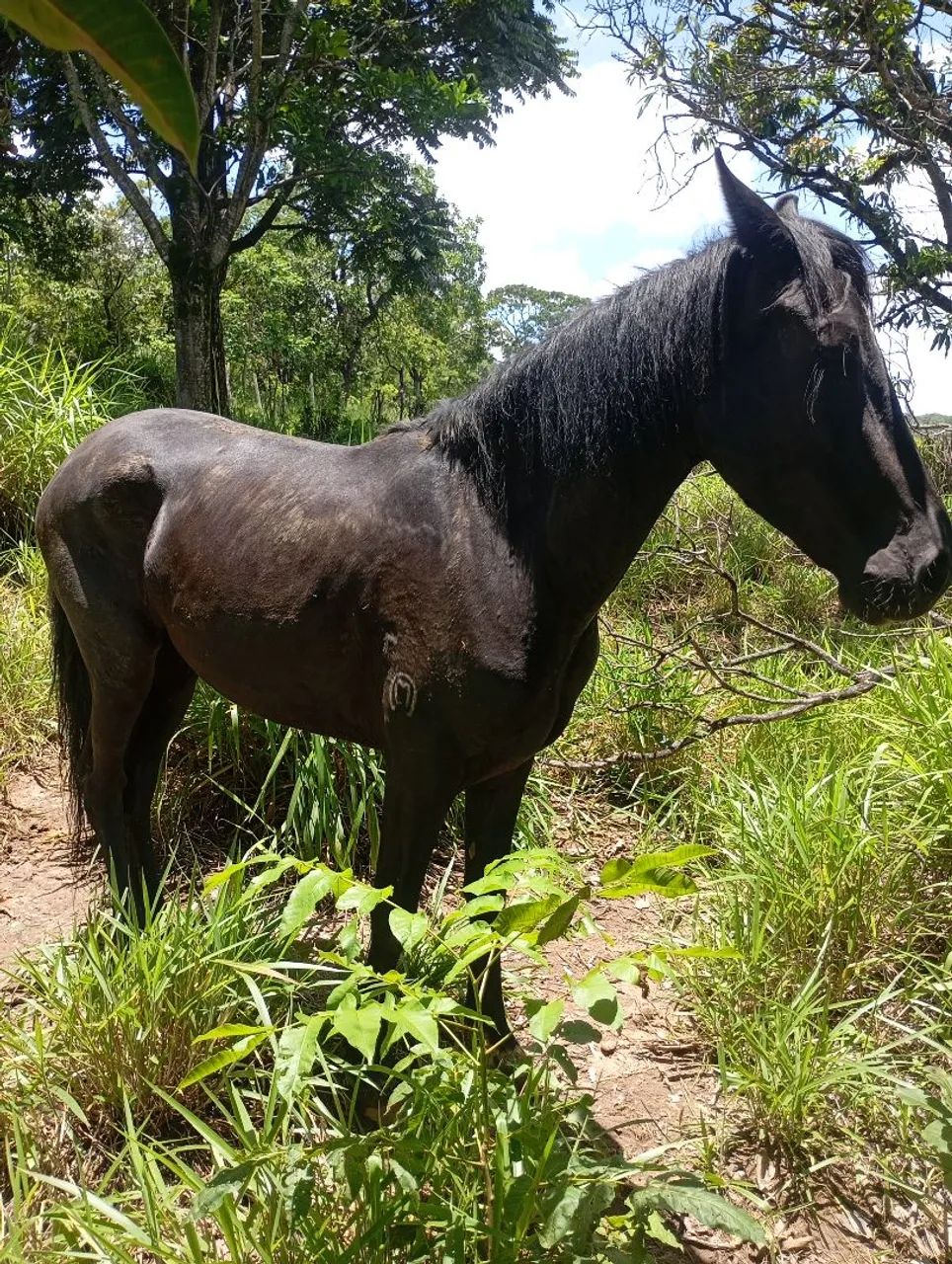 Cavalo Mangalarga  - Foto 5