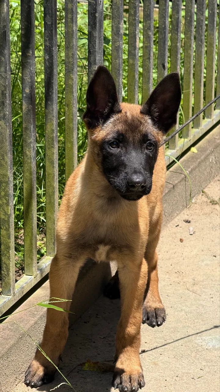 Pastor Belga Malinois  - Foto 2